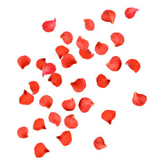 Red hibiscus petals falling on white background