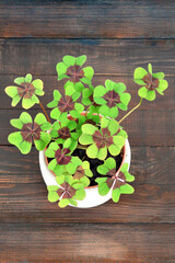 Four-leaf clover plant in the pot, wooden background