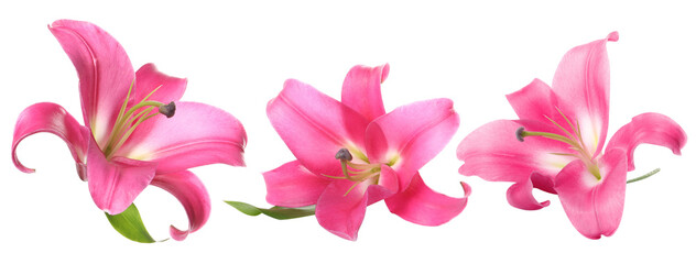 Beautiful pink lily flowers on white background, set