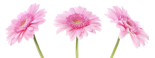 Selbstklebende Fototapeten Gerbera Pink gerbera flower on white background, set  © New Africa
