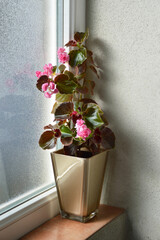 Pink Begonias Doublet Rose flower plant on windowsill