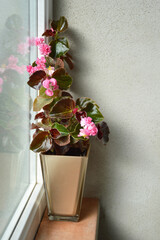 Pink Begonias Doublet Rose flower plant on windowsill