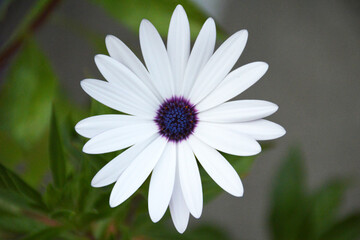 African daisy flowering in the garden, top view