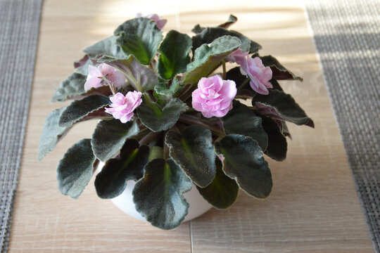 Pink African violets in flower pot