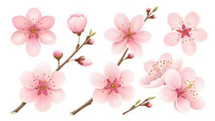 Fototapeta premium Pink cherry blossoms on branches isolated on a transparent background spring flowers