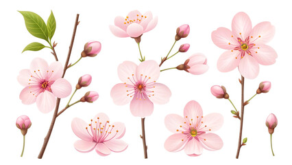 Pink cherry blossoms with green leaves isolated on a transparent background spring flowers