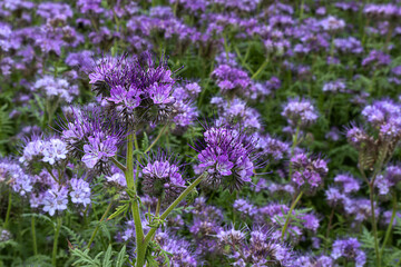 Flowering phacelia in a field on a sunny summer day, close-up