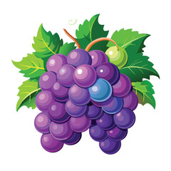 Purple Grapes with Leaf Vector