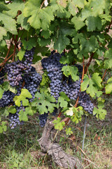 Beautiful bunch of black nebbiolo grapes with green leaves in the vineyards of Barolo, Piemonte, Langhe wine district and Unesco heritage, Italy