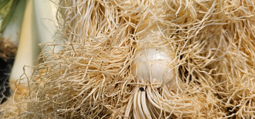 Fresh leek roots with dense, tangled pale fibers and a white bulb, highlighting natural texture and...