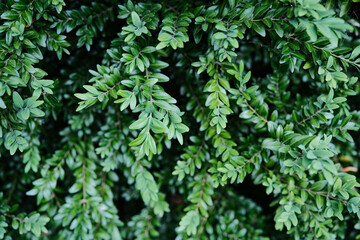 Vibrant green foliage with delicate leaves, creating a soft and refreshing natural pattern.