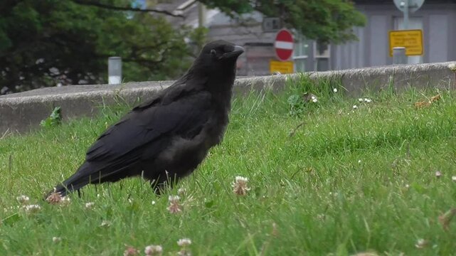 Carrion Crow (Corvus corone) - Juvenile Begging For Food From Its Parent