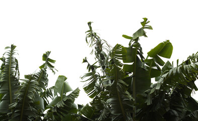Horticulture of Gran Canaria - banana plants with leaves torn into strips by winds 
