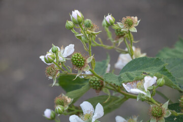 Unripe green blackberry fruits and delicate white blossoms on a bramble branch