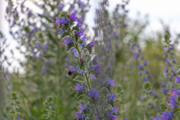 Wild purple flowers blooming in summer with a bumblebee pollinating