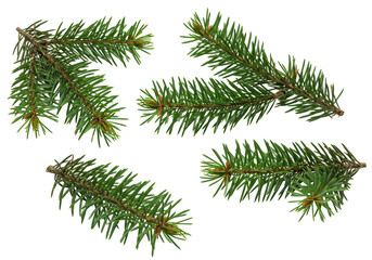 Fresh vibrant green spruce fir tree branches with sharp needles, artfully arranged on a pristine transparent isolated background, ultra-realistic UHD photo with no shadows, high angle shot, clear and