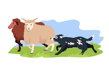 Shepherd dog herding flock of sheep, assistance and help of pet running to grazing animals. Agricultural job of Border Collie to protect and care domestic livestock cartoon vector illustration