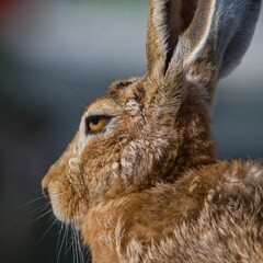 European Brown hare aka Lepus europaeus. Resting and sleeping on the sun. Looks very sleepy.