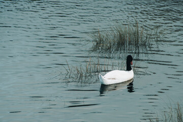 Graceful Black-necked Swan Among Reeds in Los Lagos, Chile