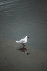 seagull on the beach
