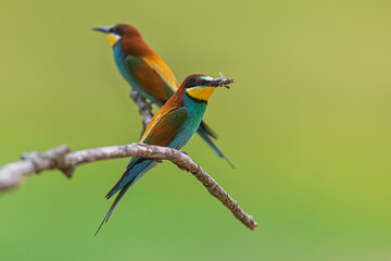 European Bee-eater (Merops apiaster) two birds with insect catch on branch