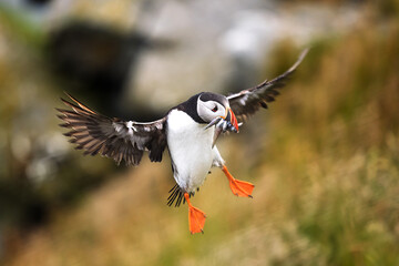 Atlantic Puffin (Fratercula arctica) flying with fish in colourful beak