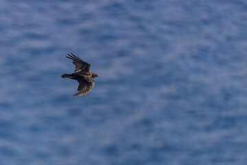 A Common Raven (Corvus corax) is flying above the ocean with its wings spread wide