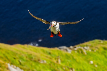 Atlantic Puffin (Fratercula arctica) flying towards camera with fish in beak