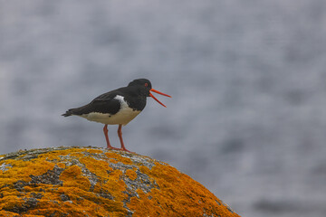 A Eurasian Oystercatcher (Haematopus ostralegus) is standing on orange moss covered rock with grey...