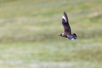 Great Skua (Stercorarius skua) flying with wings spread over meadow, Norway Runde