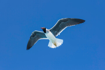seagull flying in the sky