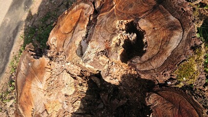 old tree trunk