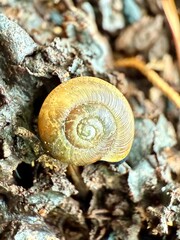 Forest Snail — Small Wonders on the Woodland Floor