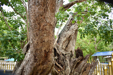 Obraz premium Sacred Boo Tree (Ficus Religiosa, Sacred Fig) at the Sri Bhodiraja Aranya Senasanaya, Hiriwadunna, Habarana, Sri Lanka.