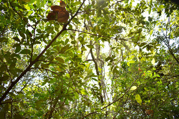 Sri Bhodiraja Aranya Senasanaya, Hiriwadunna, Habarana, Sri Lanka.