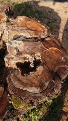 old tree trunk