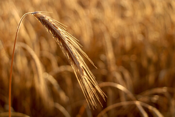 Golden wheat ear in a sunlit field at harvest time