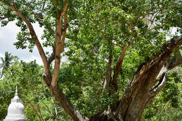 Sacred Boo Tree (Ficus Religiosa, Sacred Fig) at the Sri Bhodiraja Aranya Senasanaya, Hiriwadunna, Habarana, Sri Lanka.