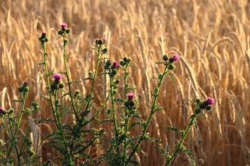 Wild thistle with purple flowers in a golden wheat field
