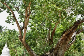 Sacred Boo Tree (Ficus Religiosa, Sacred Fig) at the Sri Bhodiraja Aranya Senasanaya, Hiriwadunna, Habarana, Sri Lanka.