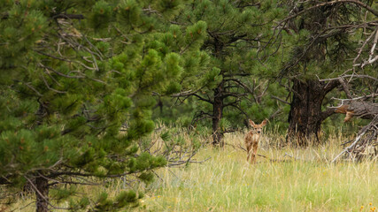 Softly breathing in the morning air, the fawn flicks its ears at every forest sound, a wild heart new to the world.