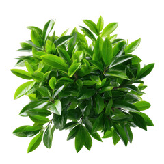 Lush green laurel bush with glossy leaves isolated on transparent background