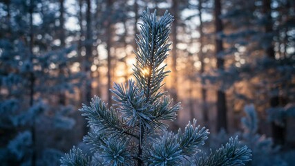 Frosty pine branch in a winter forest, with serene mood, representing the holiday season, against a blurred sunset - Powered by Adobe