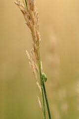 Green bug on blade of grass in boulder colorado
