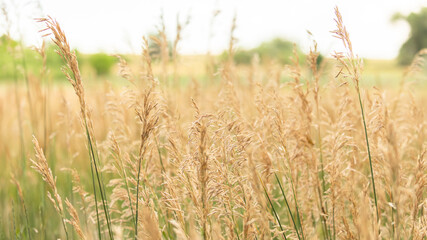 Golden blades of native grass sway gently in the dry breeze, stretching across Boulder County’s quiet prairies.