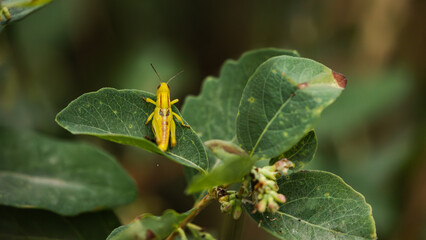 A yellow grasshopper clings to a sun-warmed blade of grass, nearly invisible against Boulder’s golden summer fields.