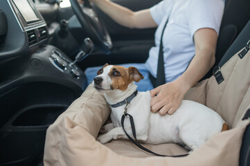 Caucasian woman travels by car with her dog. Jack Russell Terrier in a special car seat. 