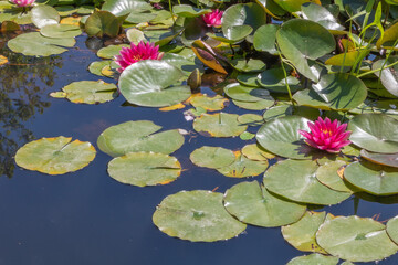 Pink water lilies and floating leaves on calm pond surface in botanical garden Iasi
