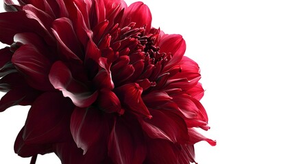 Contemporary Artistic Rendering of a Minimalist Red Dahlia with Intense Burgundy Petals and Striking Contrast on a Stark White Foundation Emphasizing Modern Abstraction
