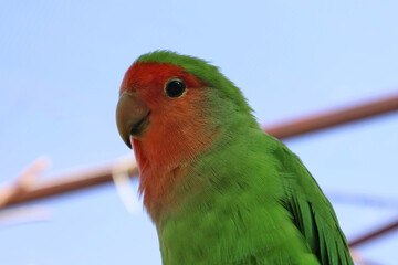 Colorful lovebird captured in stunning detail, displaying an orange-red head and vibrant green body. Set against a serene blue backdrop, this delightful parrot showcases grace and vivid beauty.